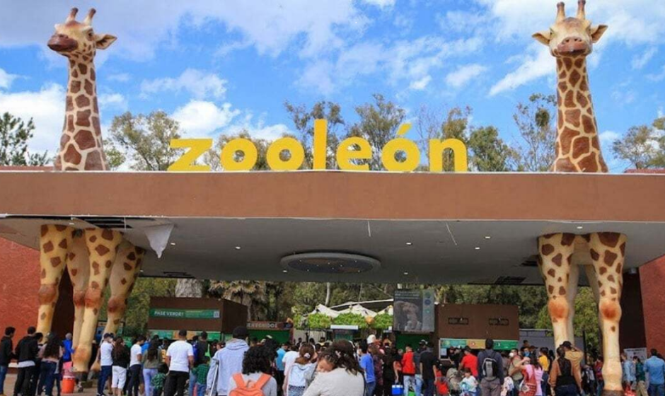 Ale Gutiérrez defiende proceso en zoológico León