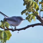 Feria de León 450 concluye con saldo blanco tras histórico operativo de seguridad
