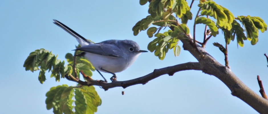 Observación de aves León