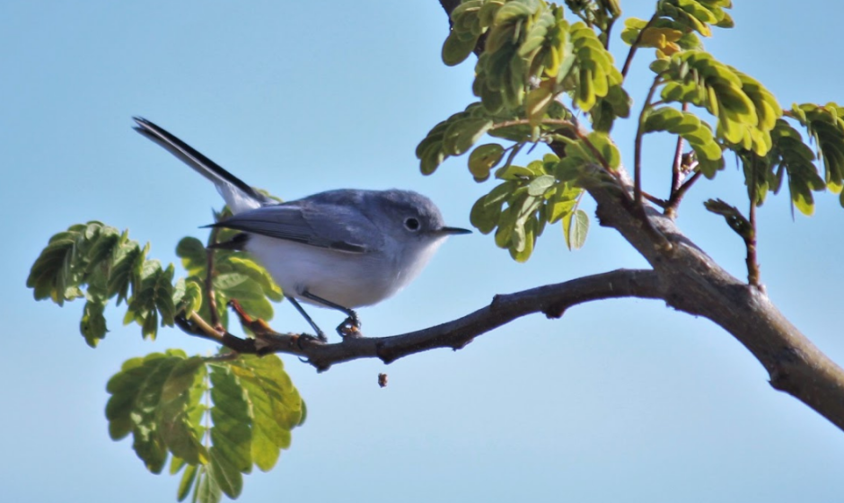 Observación de aves León