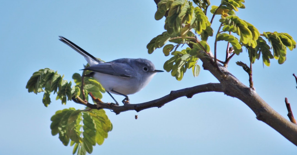 Parque Metropolitano León registra 47 especies en jornada de observación de aves 2026
