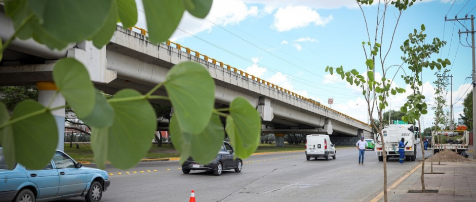 Reforestación en León