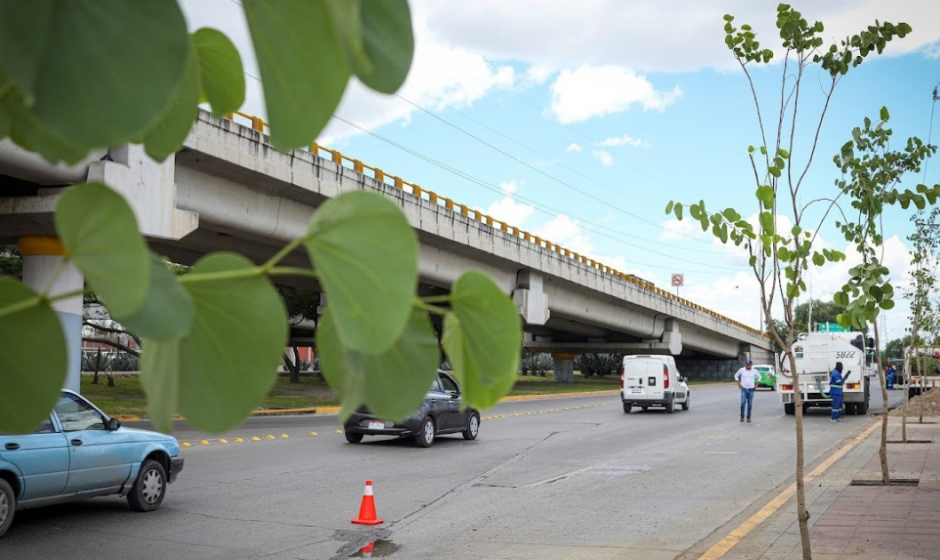 Reforestación en León