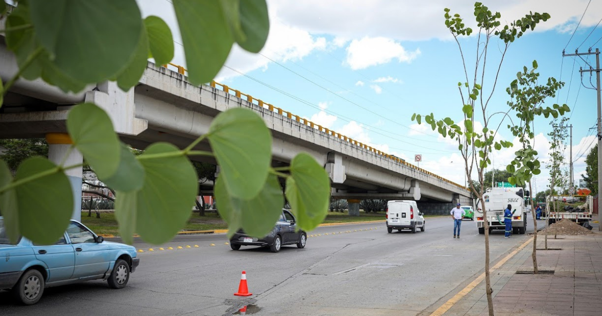 Reforestación en León supera 63 mil árboles plantados y refuerza acciones ambientales