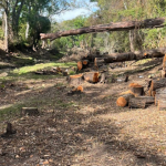 León 450 consolida al deporte como motor de identidad y proyección internacional