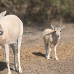 Reconocimientos UARHI 2026 celebran liderazgo femenino en Irapuato