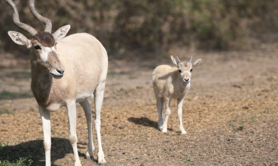 Addax en León