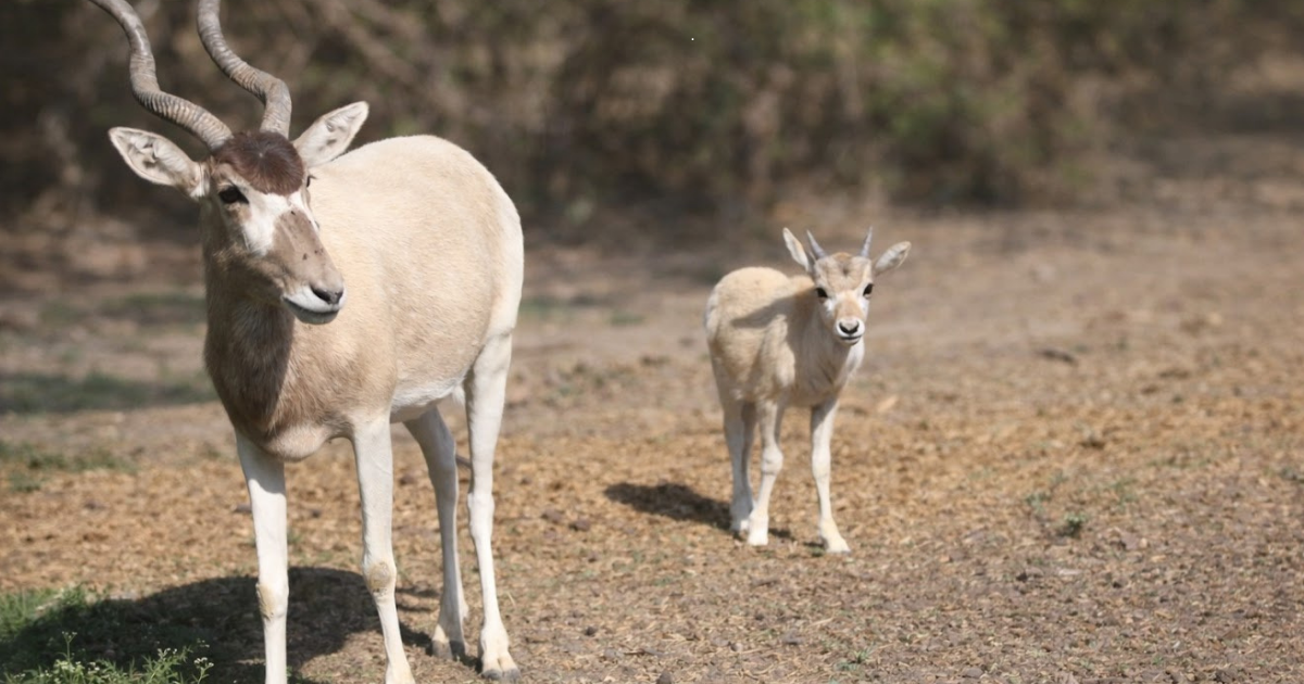Nacen dos crías de addax en el Zoológico de León, especie en peligro crítico