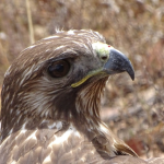 Agua gratis en León: SAPAL apoya a más de 35 mil personas vulnerables