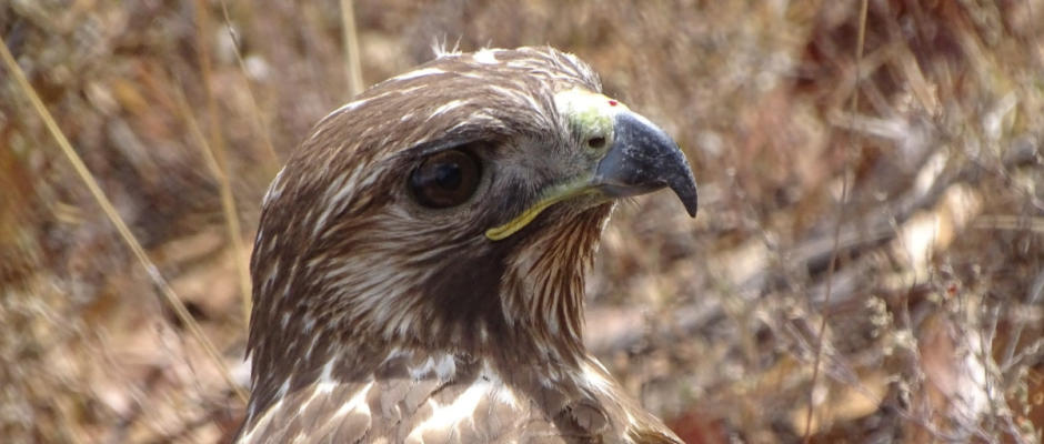Liberación fauna Guanajuato