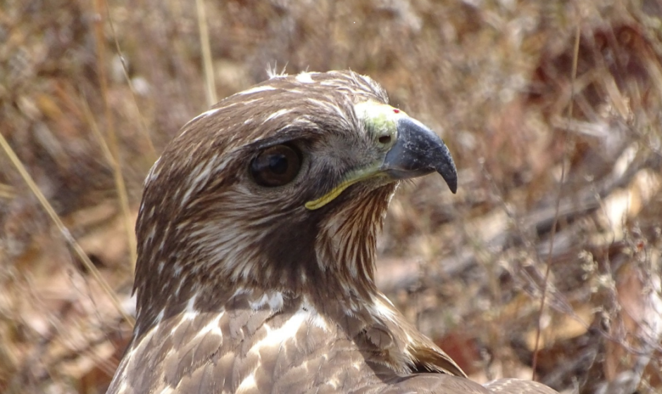 Liberación fauna Guanajuato