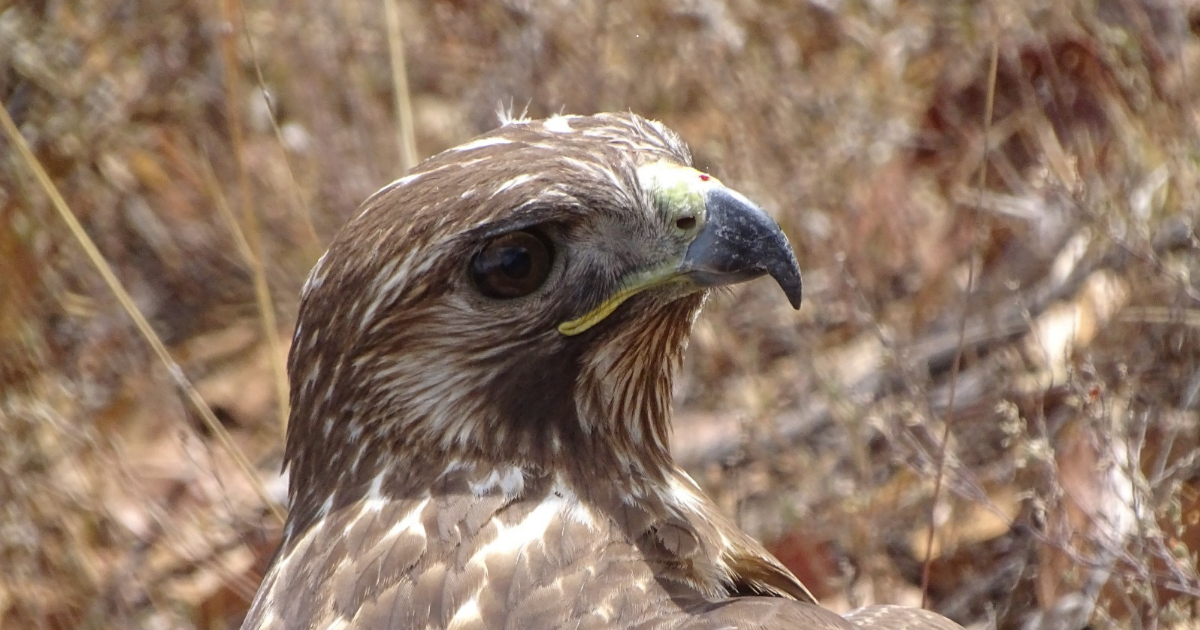 Liberación de fauna silvestre en Guanajuato refuerza protección ambiental