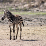 Talleres de Crianza Positiva en León fortalecen familias y promueven entornos seguros