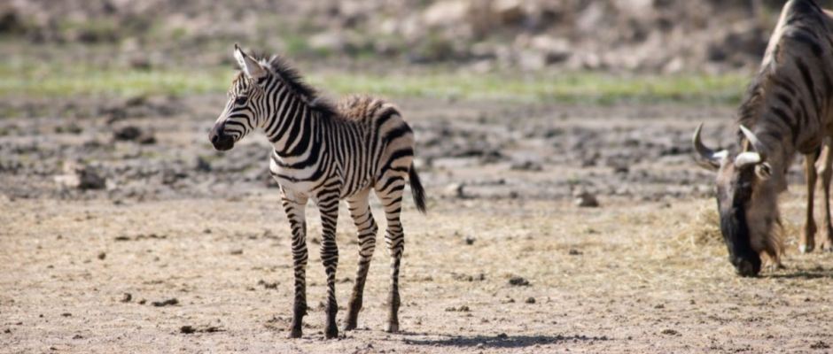 ZooLeón nacimientos