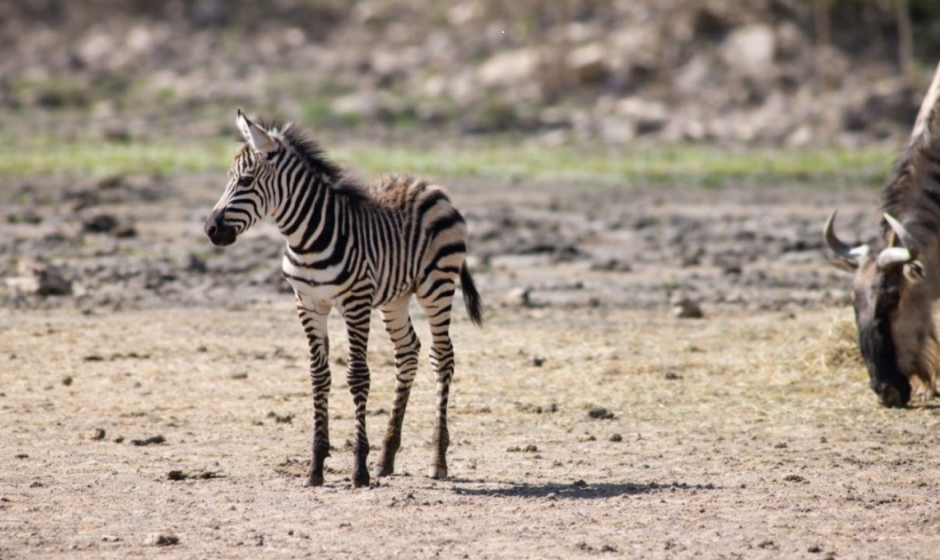 ZooLeón nacimientos