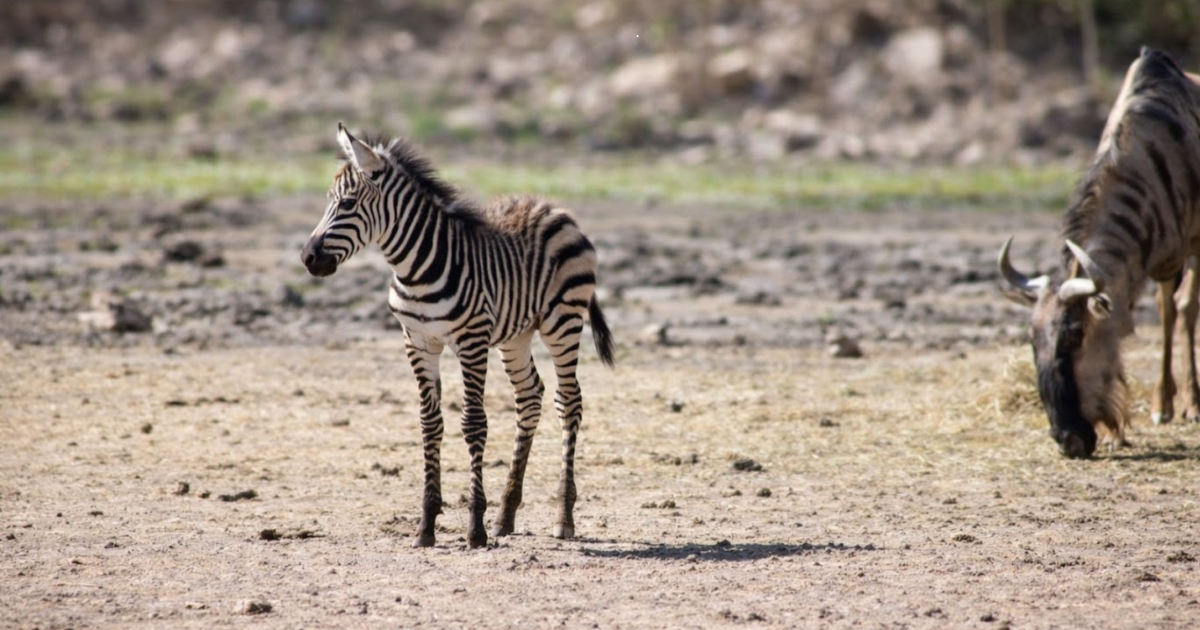ZooLeón registra 585 nacimientos y se consolida como referente en conservación animal