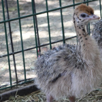 Guanajuato impulsa turismo en Semana Santa con amplia agenda cultural y tradiciones