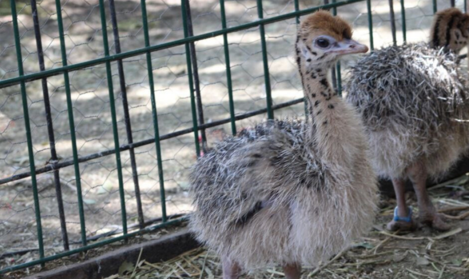 avestruces en ZooLeón