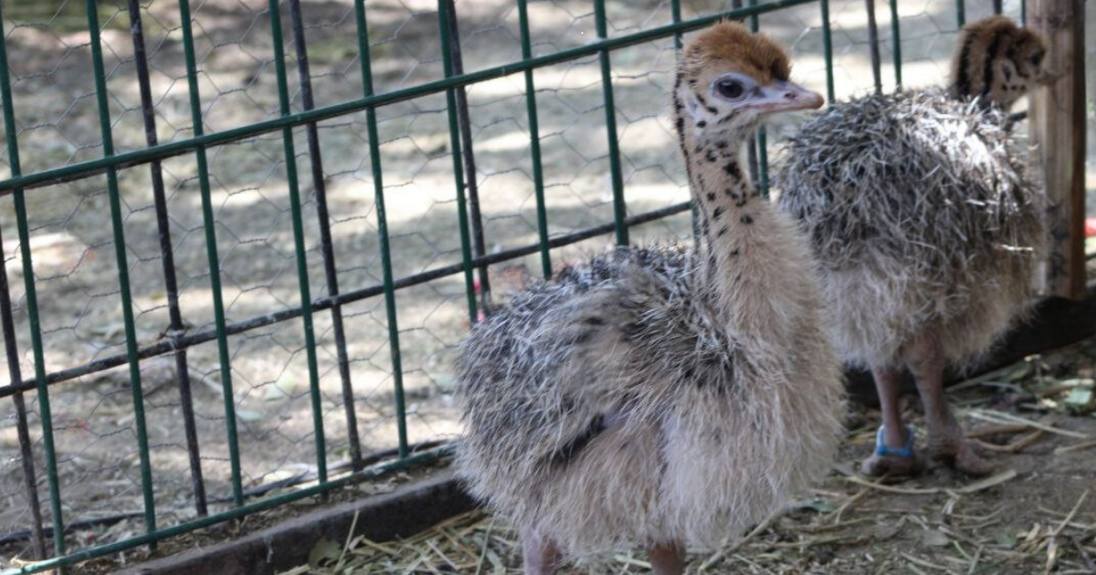 Nacimiento de avestruces en ZooLeón fortalece conservación y educación ambiental