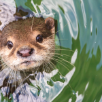 Actas de nacimiento gratuitas benefician a cientos en Jalpa de Cánovas