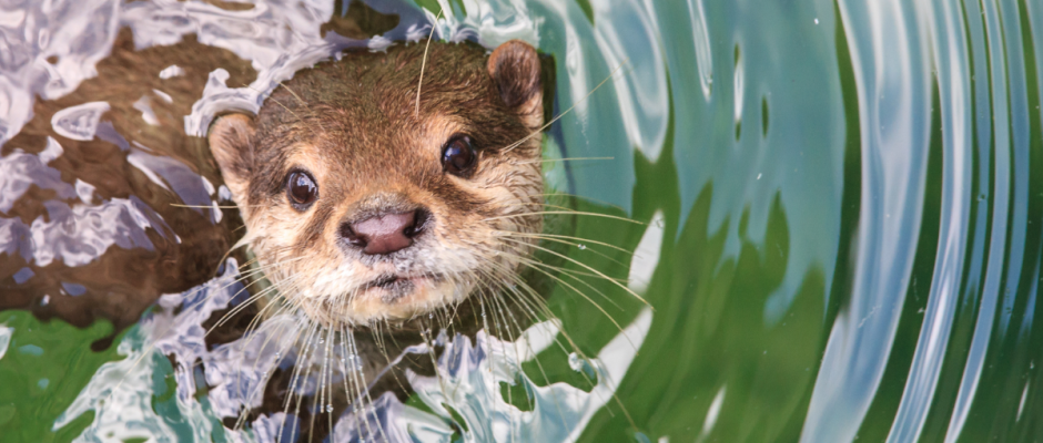 nutria bebé rescatada