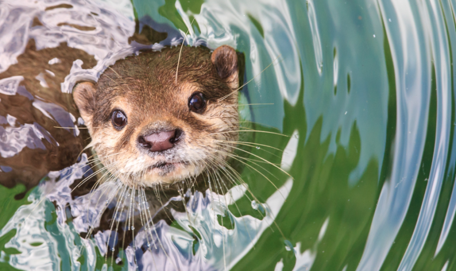 nutria bebé rescatada