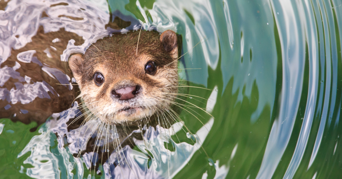 Rescatan nutria bebé en Guanajuato y la resguardan en el Acuario de León