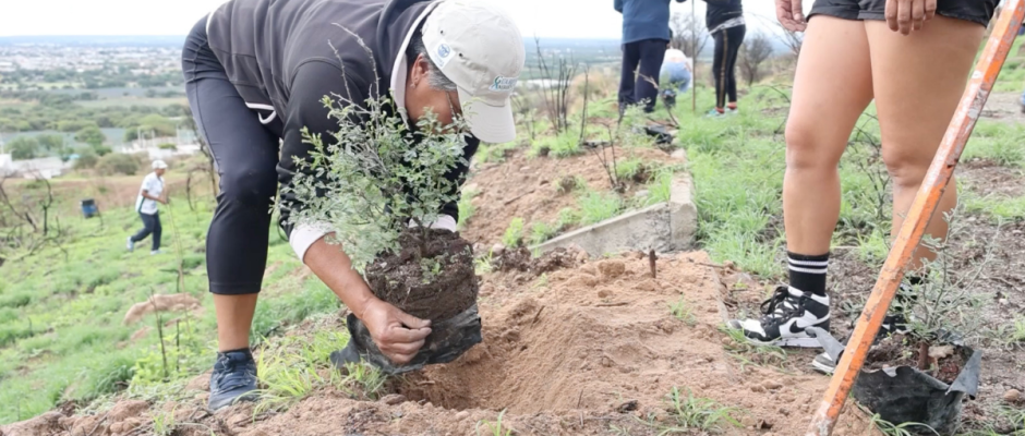 Ciudad Arbórea 2025