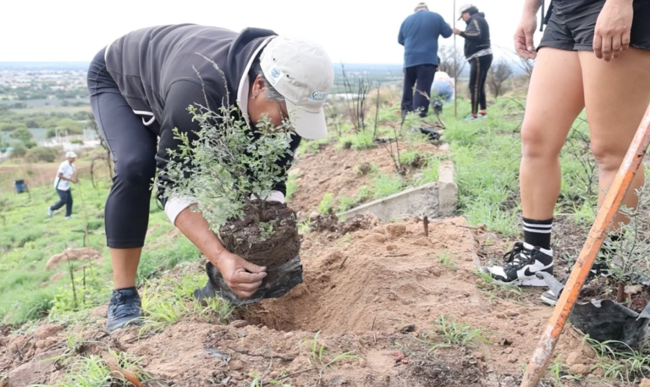 Ciudad Arbórea 2025