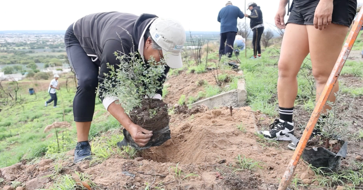Purísima del Rincón logra reconocimiento como Ciudad Arbórea 2025 y destaca en sostenibilidad