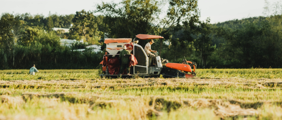 Semilla certificada campo