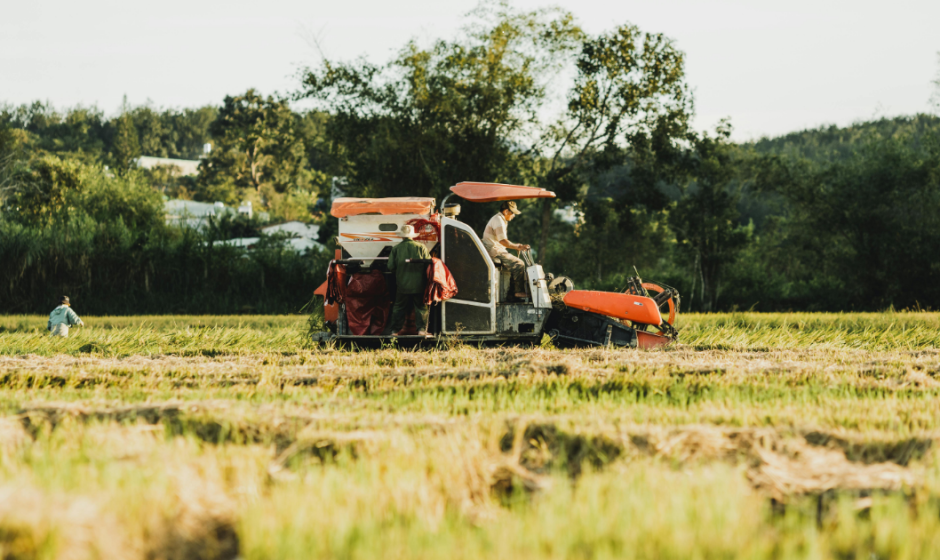 Semilla certificada campo