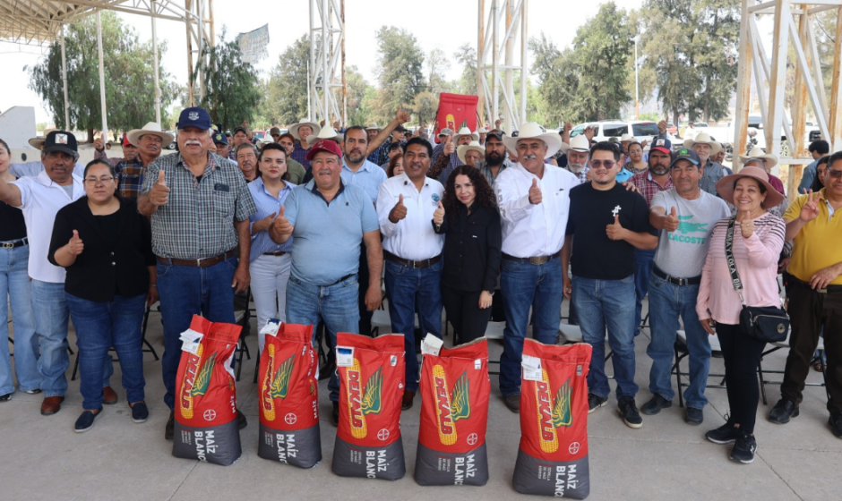 Semilla certificada campo