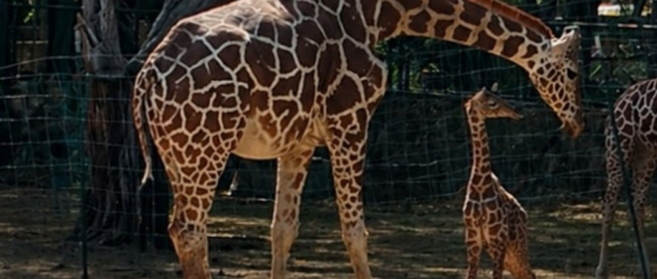 nacimiento jirafa ZooLeón