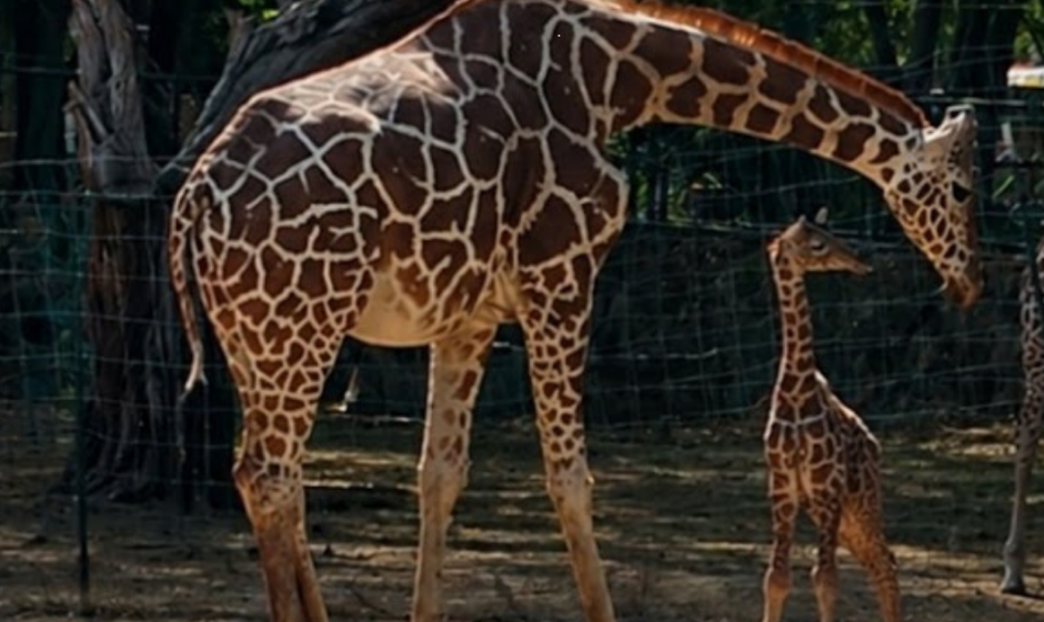 nacimiento jirafa ZooLeón