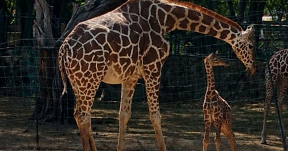 Nace jirafa en ZooLeón y fortalece la conservación de especies