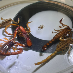 Guanajuato brilla en Premios Mágicos 2026 con múltiples nominaciones turísticas