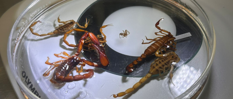 picaduras de alacrán