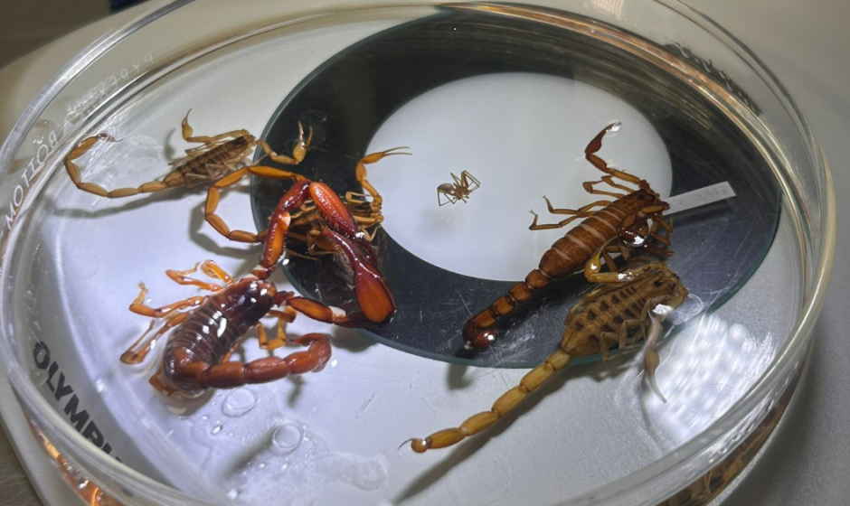 picaduras de alacrán