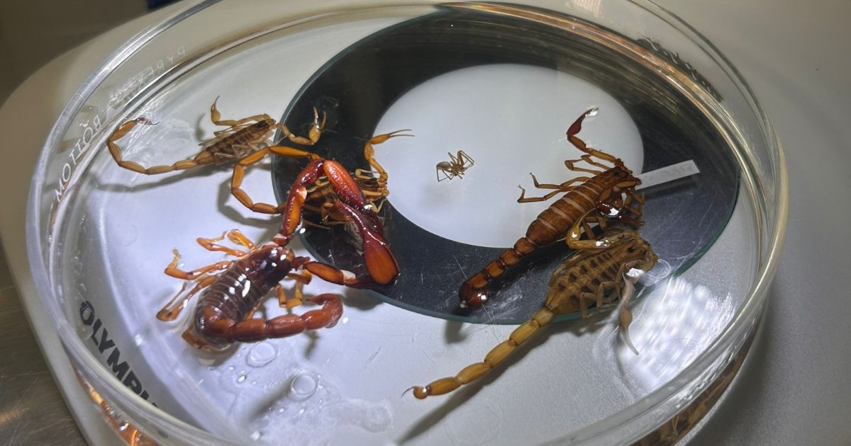 Picaduras de alacrán en Guanajuato superan los 7 mil casos en 2026