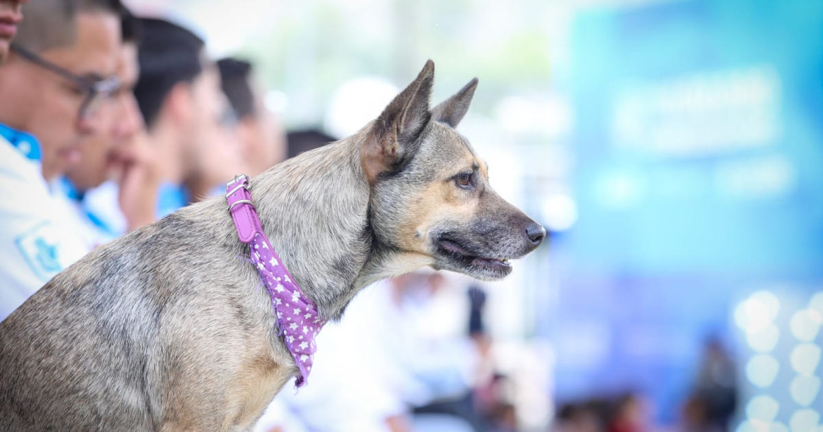 Esterilizaciones gratuitas en León superan las 130 mil y convierten al municipio en referente nacional