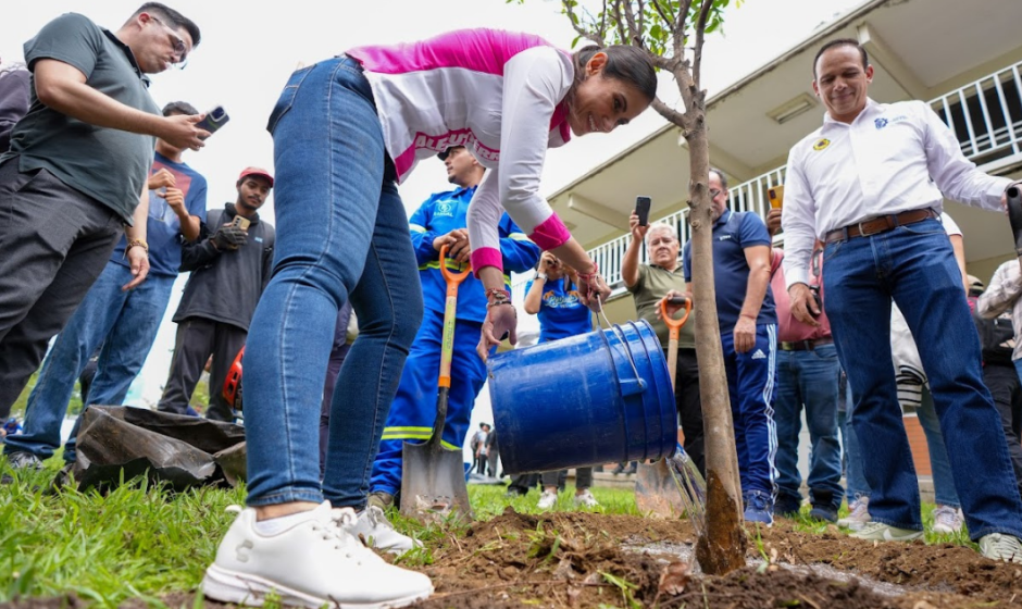 100 mil árboles rescatados