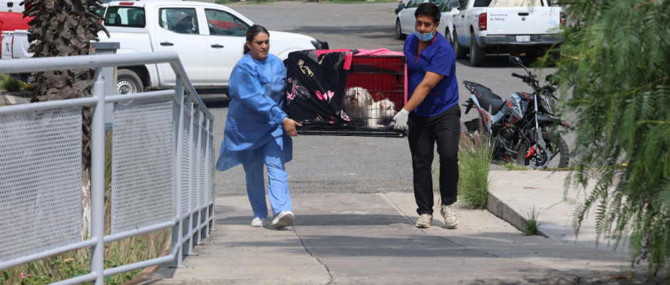 Esterilización gratuita mascotas