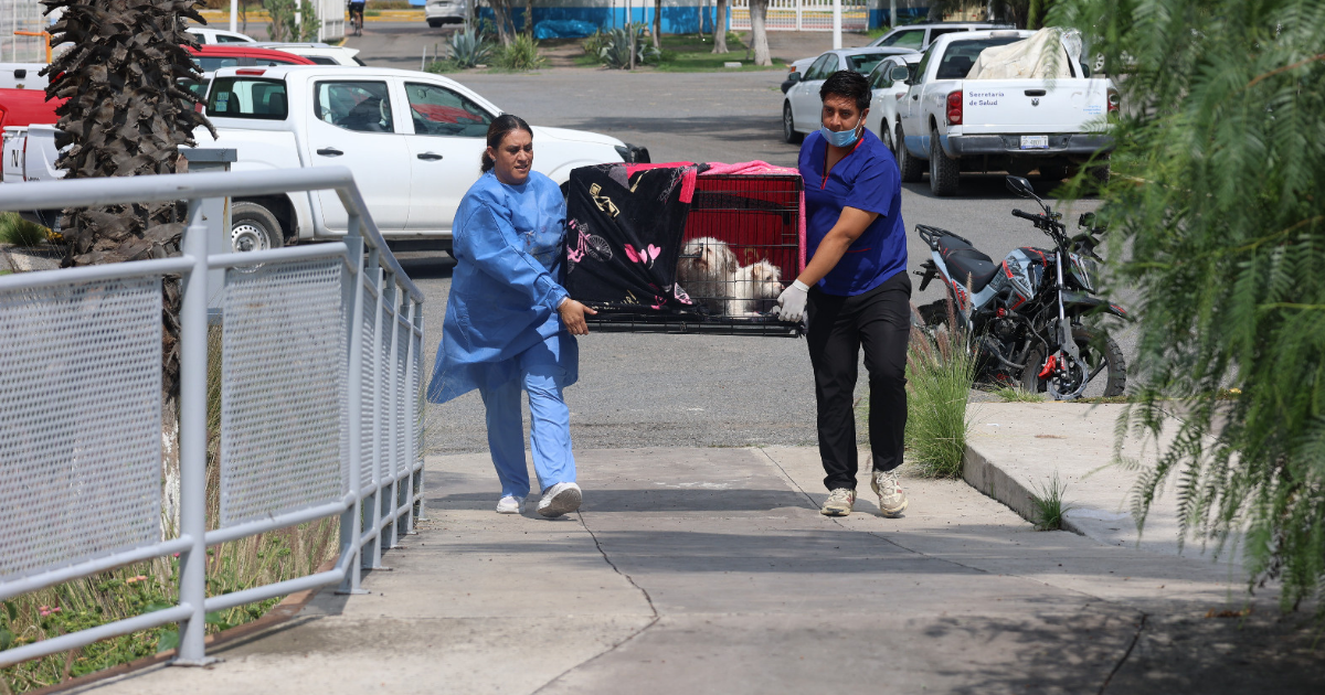 Esterilización gratuita beneficia a 150 mascotas en Purísima del Rincón