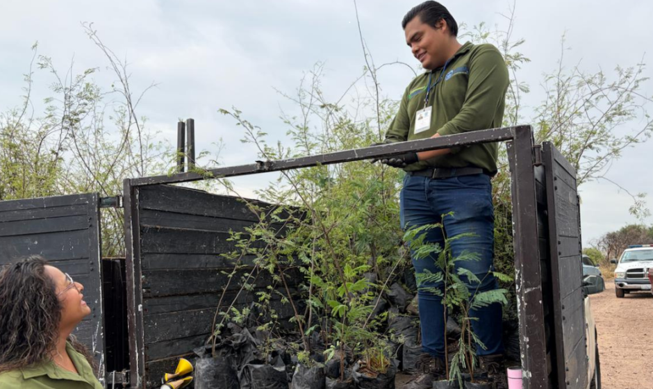 Reforestación en Purísima