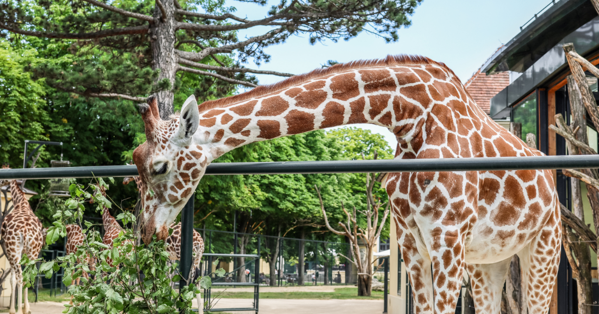 Zoológico de León erradica el gusano barrenador y refuerza medidas de bioseguridad
