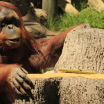 León refuerza la transparencia en contrataciones y protege a los animales de servicio