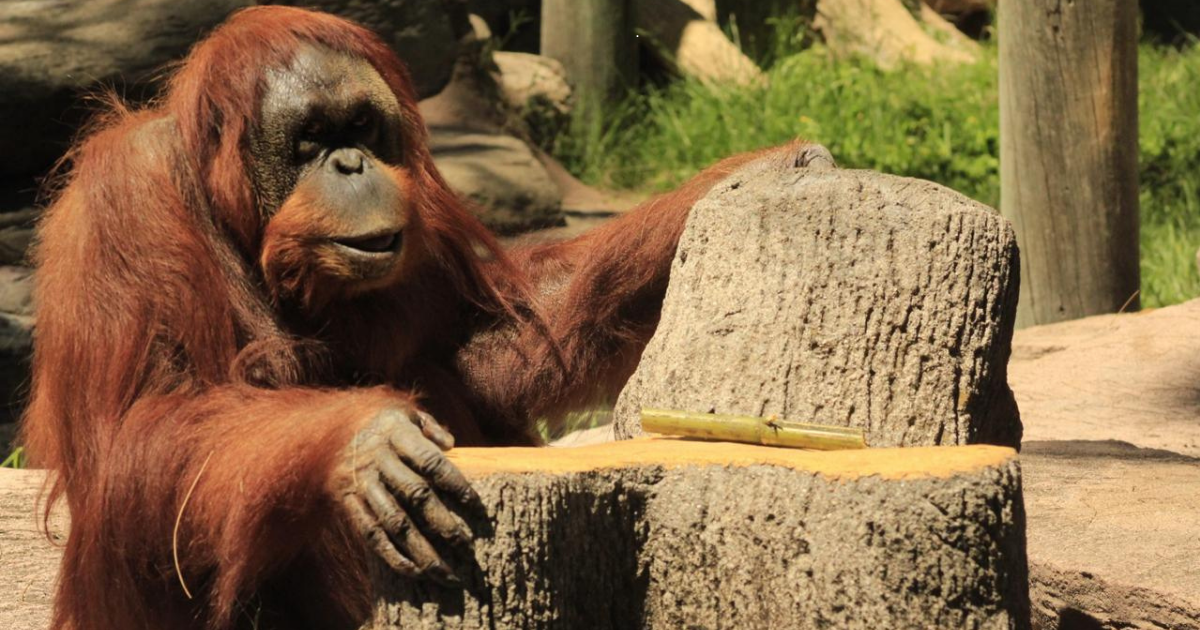 Tang celebra 42 años en ZooLeón con una fiesta especial para toda la familia