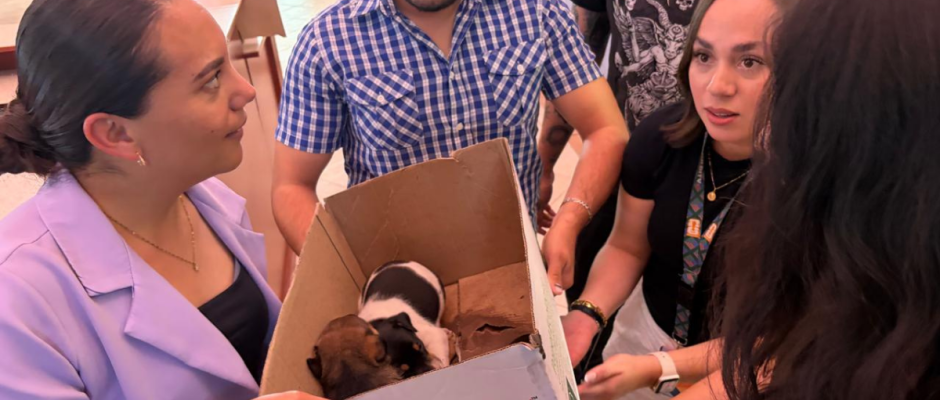 Rescate de cachorros