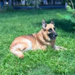 Refuerzan vigilancia contra el gusano barrenador en Purísima del Rincón